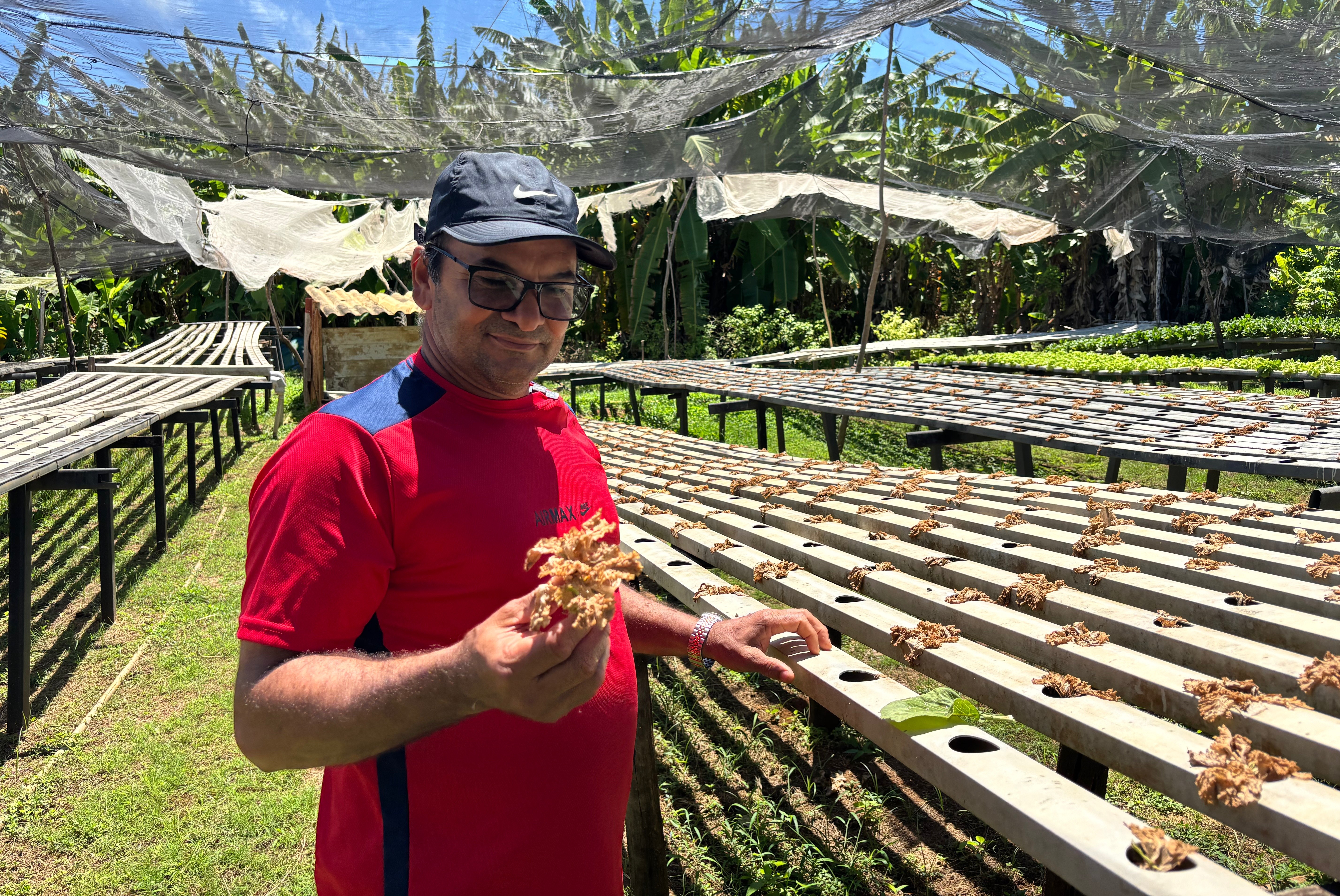 Agricultor perde milhares de hortaliças em Fernando de Noronha após obra de energia solar