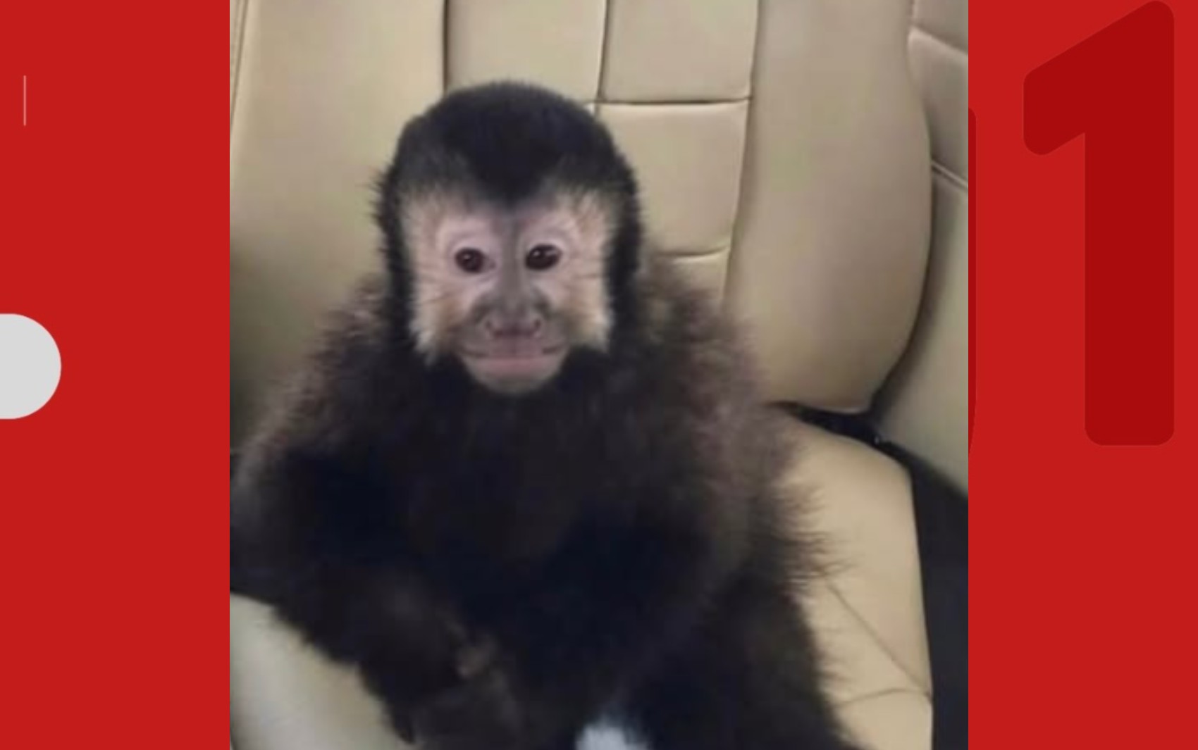 Ex-deputado anuncia morte de macaco-prego que invadiu condomínio em Salvador