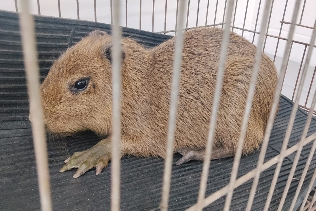 Filhote de capivara morre após ataque de cães no interior de São Paulo