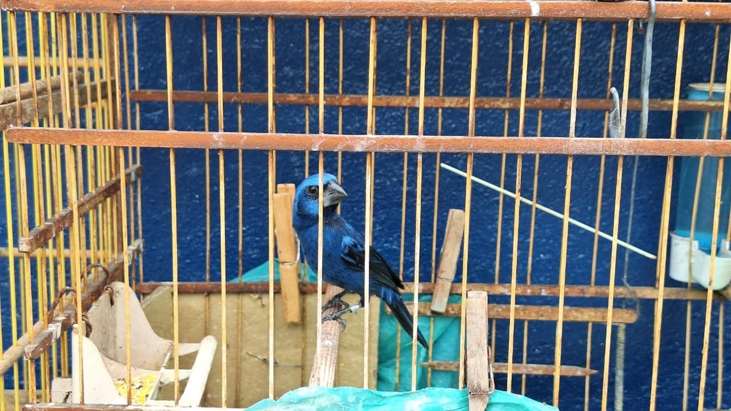 GCM resgata 27 aves silvestres mantidas no bairro Eldorado em Santa Isabel