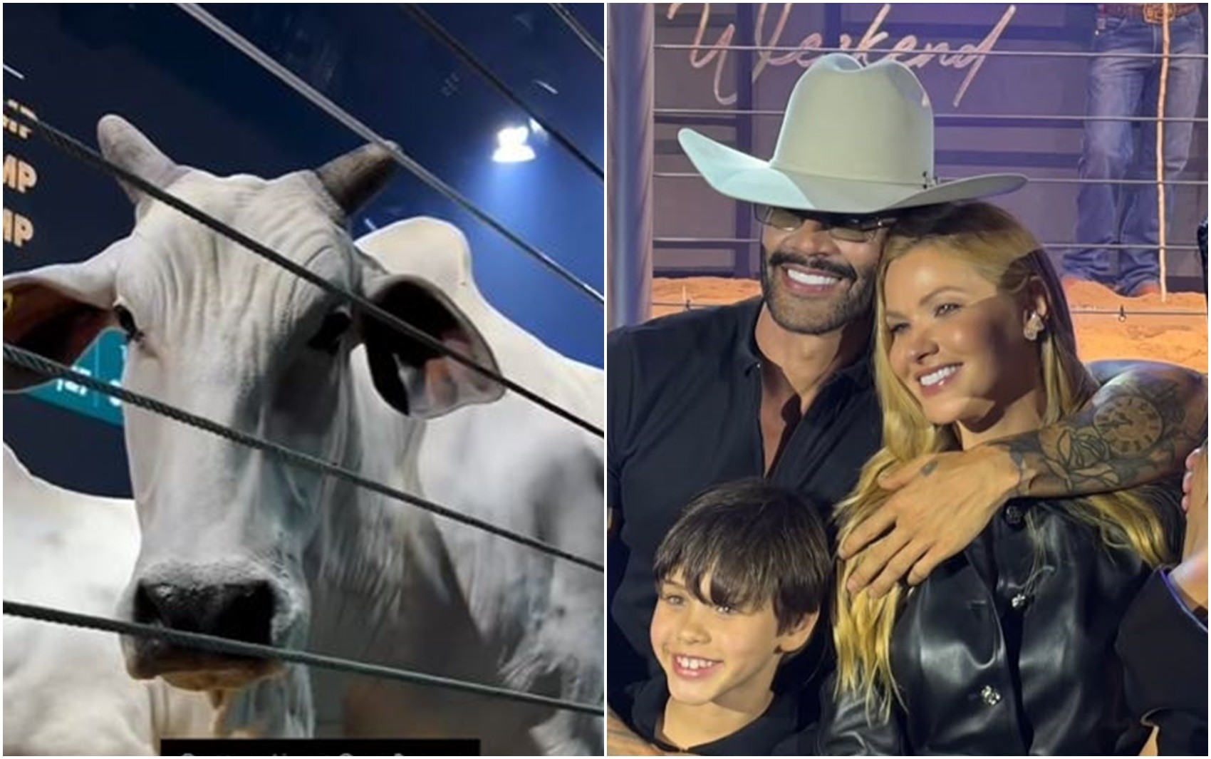 Gusttavo Lima investe em vacas de elite com valor milionário