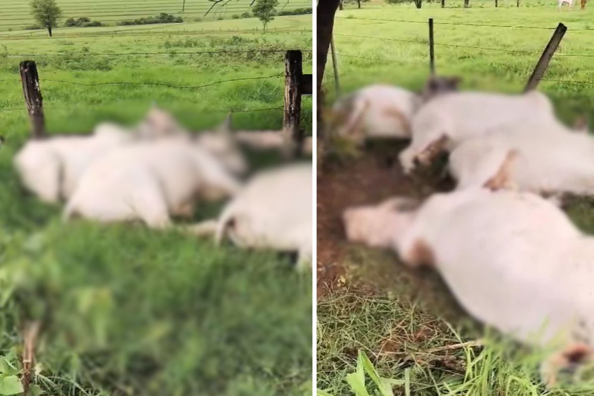 Flórida Paulista: raio pode ter matado oito bois na zona rural de São Paulo