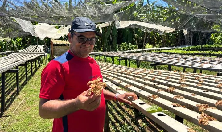 Agricultor perde milhares de hortaliças em Fernando de Noronha após obra de energia solar
