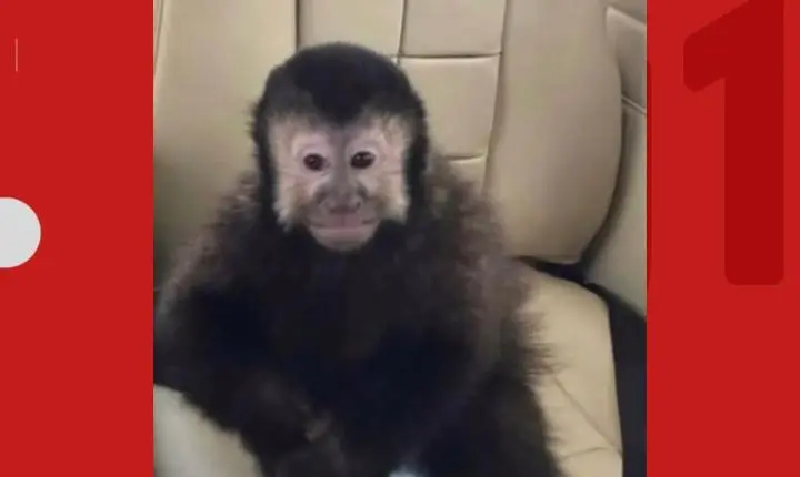 Ex-deputado anuncia morte de macaco-prego que invadiu condomínio em Salvador