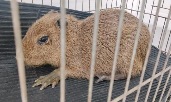 Filhote de capivara morre após ataque de cães no interior de São Paulo