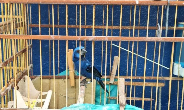 GCM resgata 27 aves silvestres mantidas no bairro Eldorado em Santa Isabel