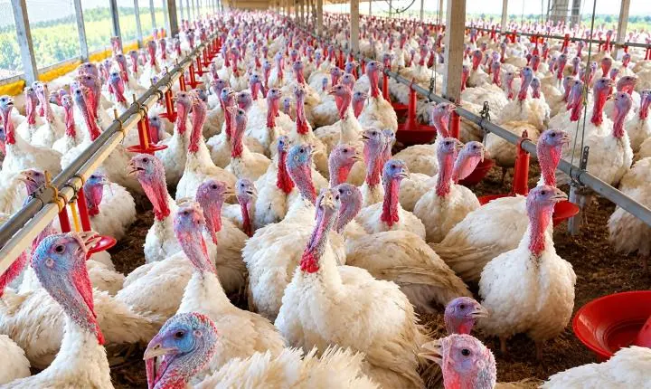 Doença de newcastle é confirmada em granja de perus no estado de santa catarina