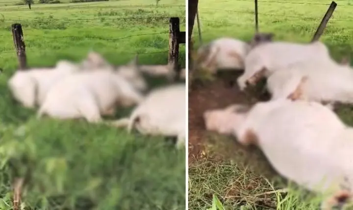 Flórida Paulista: raio pode ter matado oito bois na zona rural de São Paulo