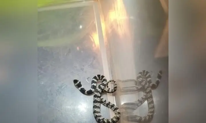 Defesa Civil resgata serpente papa-lesma dentro de residência em Taquarituba